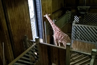 Zoo Trip 19