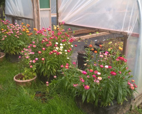 Gardening Club Drying Everlasting Flowers September 2017