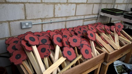 Wood Poppies   13