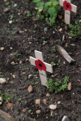 armistice day 111122